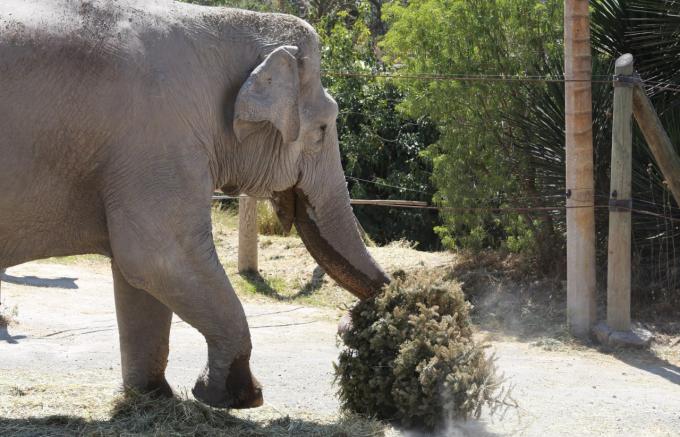 Recolectan 4500 árboles de navidad al concluir la campaña Verde Navidad.