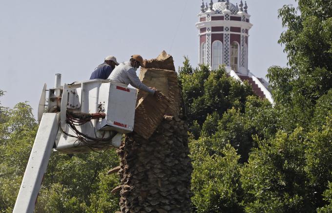 Retiran una palmera del Zócalo por amarillamiento letal e infección de hongo.