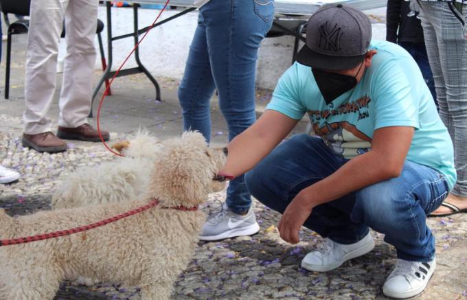 Perros rescatados encuentran hogar en las jornadas de adopción del Ayuntamiento de Puebla