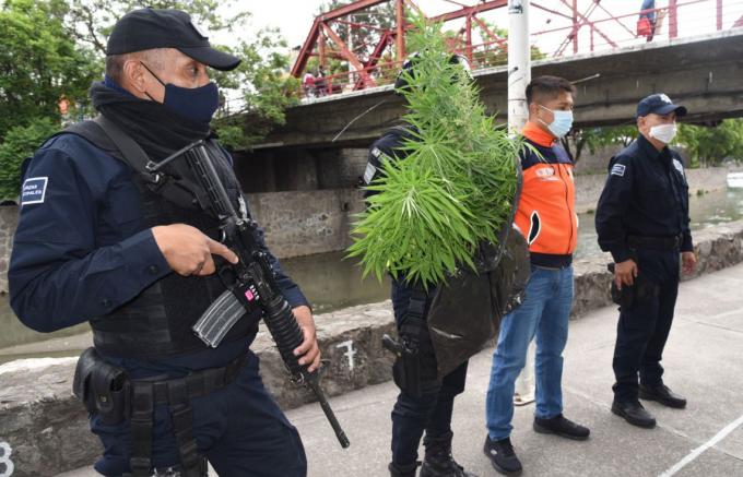 Asegura Policía de Tlaxcala Capital 20 plantas de cannabis sembradas en el Río Zahuapan
