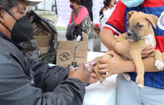 Lleva Ayuntamiento de Puebla servicios de esterilización y vacunas para animales de compañía de la U.H. Manuel Rivera Anaya