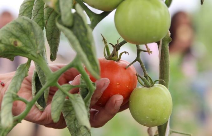 Ayuntamiento de Puebla ofrece talleres de agricultura urbana