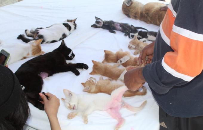 La secretaría de Medio Ambiente del Ayuntamiento de Puebla ha llevado a cabo tres mil 822 esterilizaciones de gatos