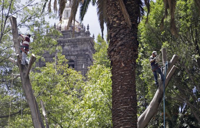 Ayuntamiento de Puebla retirará cinco arboles del zócalo afectados por lluvias y vientos atípicos
