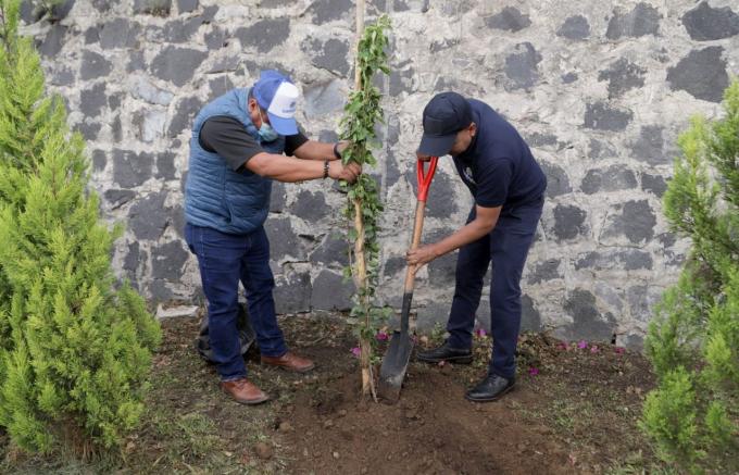 Implementa Ayuntamiento de San Andrés jornada de Forestación en San Francisco Acatepec