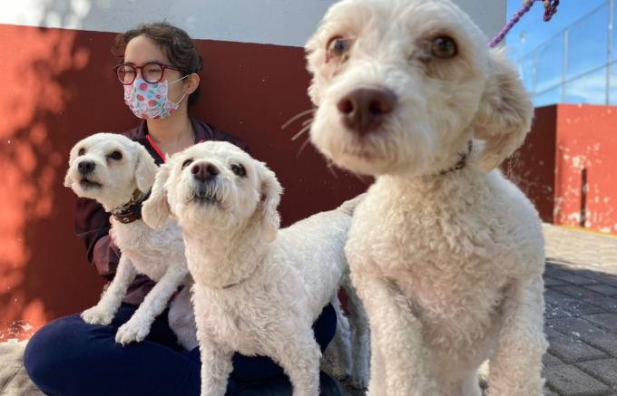 Realiza Ayuntamiento de San Pedro Cholula jornada de esterilización para perros y gatos en San Cosme Texintla