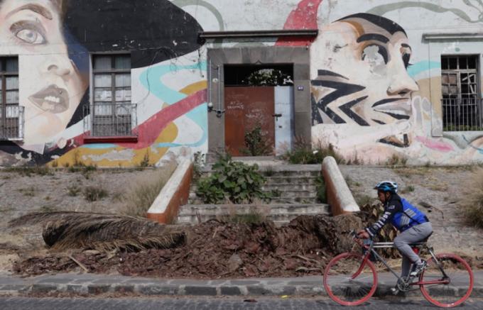 Especialistas determinan necesidad de retirar palmeras enfermas en El Alto