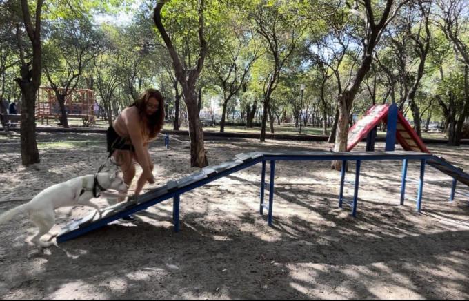Ofrece medio ambiente municipal curso de adiestramiento canino