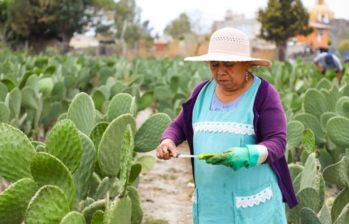 Anuncia Ayuntamiento de San Andrés Cholula, la edición 27 de la Feria del Nopal en San Bernardino Tlaxcalancingo