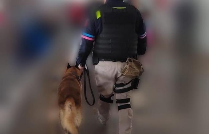 Canino de la Policía Municipal de Puebla asegura alrededor de 22 kilogramos de posible cocaína