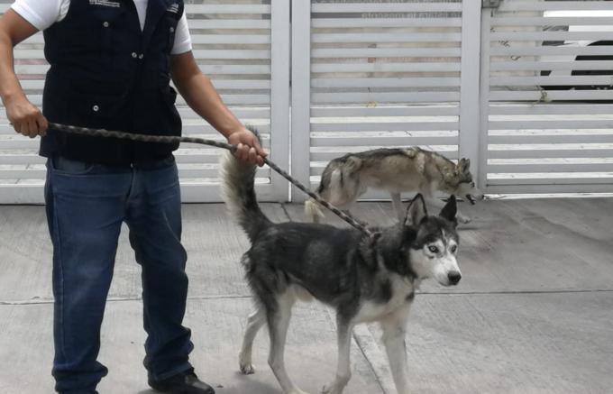 En Puebla capital se pueden denunciar los actos de maltrato animal