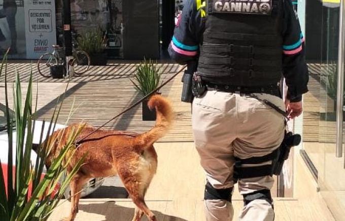 Unidad Canina de la Policía Municipal de Puebla aseguró más de 30 kilogramos de probable droga