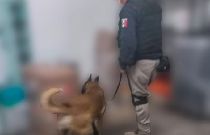 K9 de la Policía Municipal de Puebla aseguró 41 kilógramos de posible droga