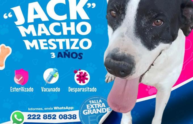 Invita Ayuntamiento de Puebla a adoptar animales de compañía y evitar el abandono