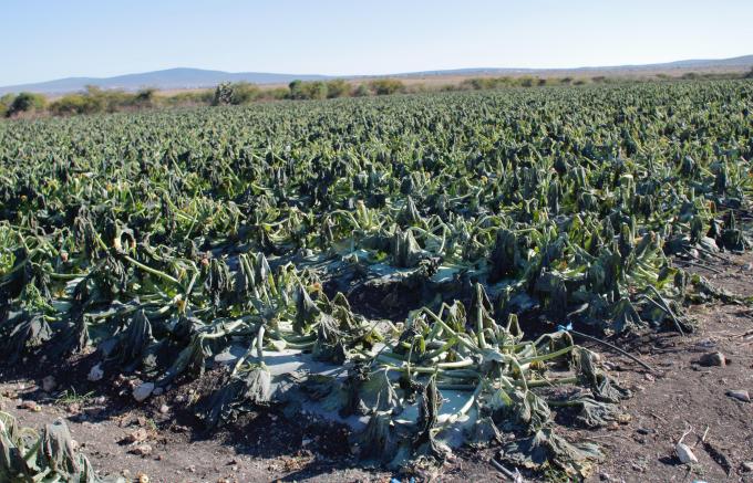 Ocasiona helada afectaciones en 520 hectáreas de cultivos: SDR