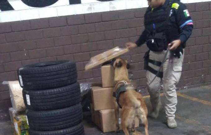 Unidad Canina de la SSC de Puebla aseguró alrededor de tres kilogramos de posible droga; hay un detenido