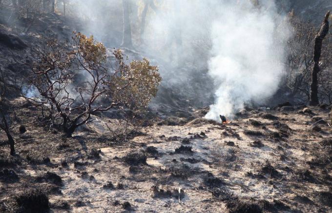 Reportan 90 por ciento de liquidación del incendio forestal en Rancho Viejo, en el municipio de Libres