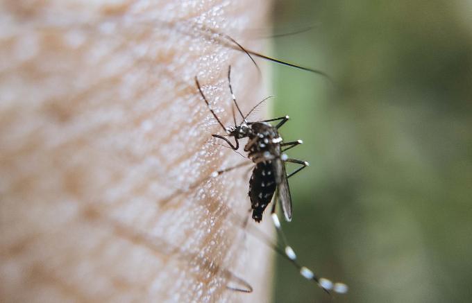 Permanecen dos personas hospitalizadas por dengue: Salud