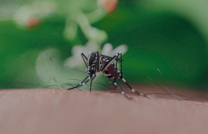 Sin hospitalizados por dengue en Puebla: Salud