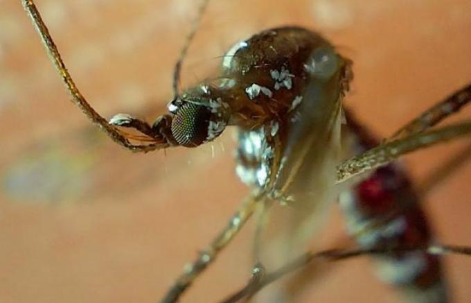 Concentran cinco municipios el 59.3% de casos de dengue en Puebla: Salud