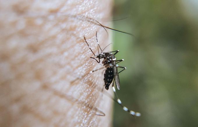 Sin defunciones ni contagios por dengue en las últimas 24 horas, reporta Salud
