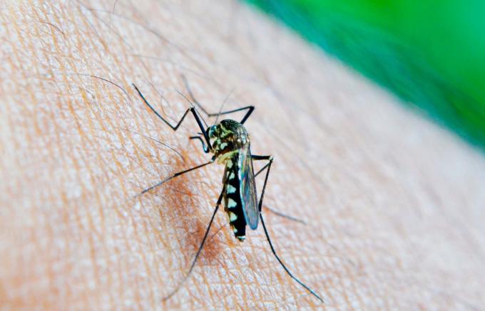 Acumula Puebla mil 233 casos de dengue en 2024: Salud