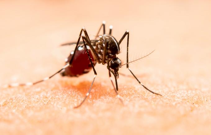 Reporta Salud aumento de hospitalizados por dengue