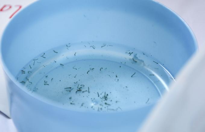 Concentran cinco municipios de Puebla el 58.9 % de casos de dengue: Salud