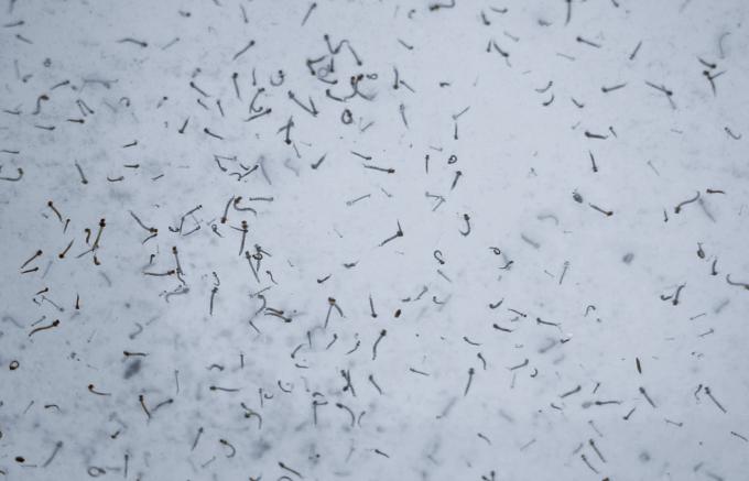 Ingresan 27 personas a hospitalización por dengue: Salud
