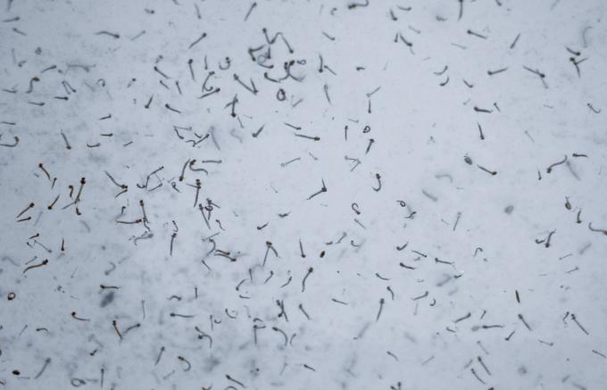 En Puebla, seis personas hospitalizadas por dengue