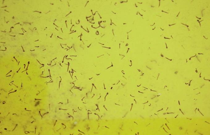 Reporta Salud 32 nuevos contagios por dengue