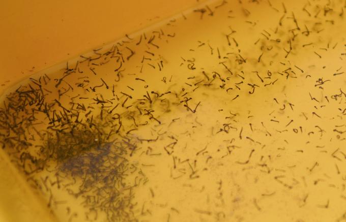 Registra Puebla 91 nuevos contagios de dengue en últimas 24 horas: Salud