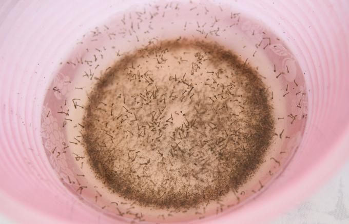 Acumula Puebla 2 mil 656 casos de dengue en 2024: Salud