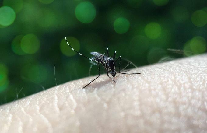Reporta Salud 40 nuevos contagios por dengue en Puebla
