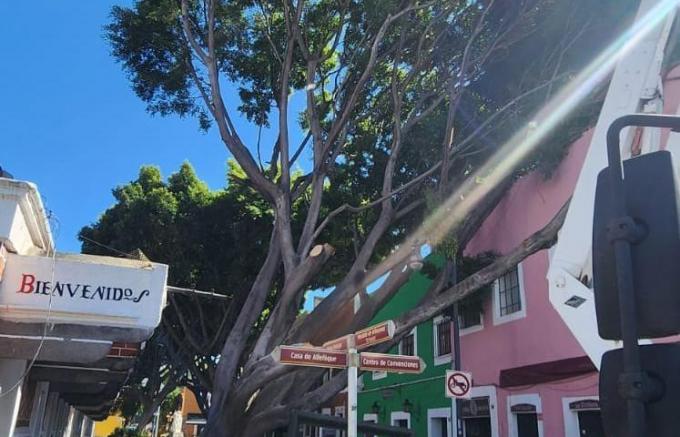 Retiran trabajadores del Ayuntamiento de Puebla el árbol que cayó en el Barrio del Artista
