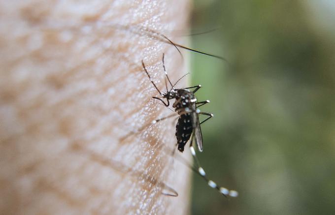 Registra Salud 39 personas hospitalizadas por dengue