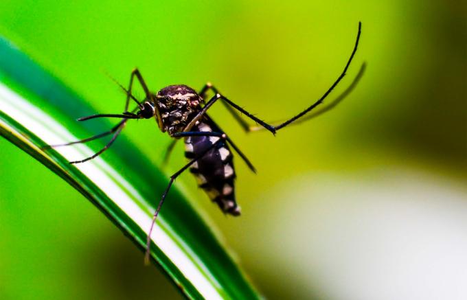 Reporta Salud 14 nuevos contagios por dengue