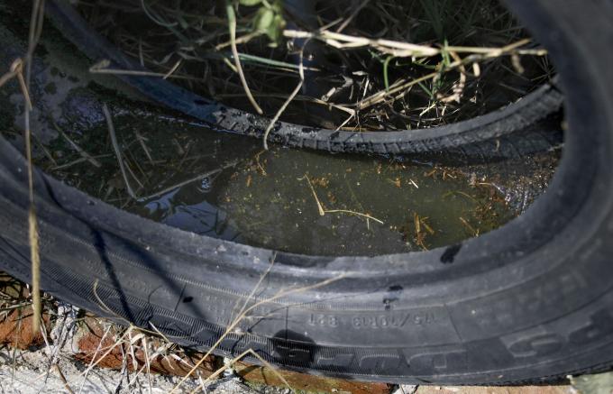 Reporta Salud a cuatro personas hospitalizadas por dengue en las últimas 24 horas