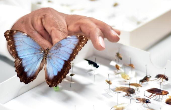 El Instituto de Ciencias de la BUAP posee la colección de insectos más grande de Puebla