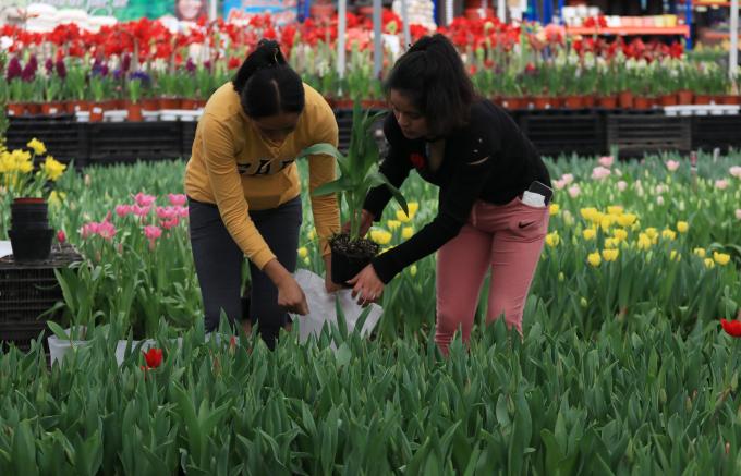 Inició la temporada del Tulipán Holandés en Puebla