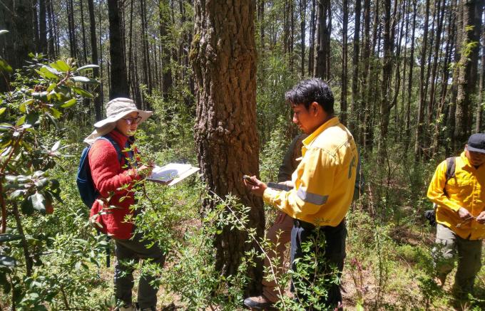 Fortalece Gobierno de Puebla el parque La Malinche con 50 mil nuevos pinos
