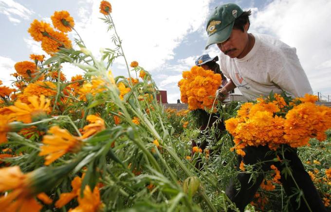 La entidad, líder en producción de cempasúchil y terciopelo, concentra el 72 % nacional