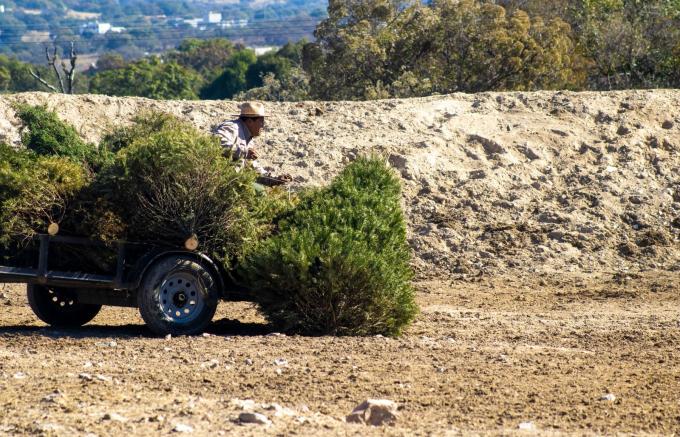 Gobierno de la Ciudad y Africam Safari iniciaron campaña de reciclaje de árboles de Navidad