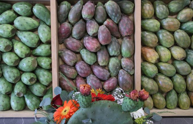 Puebla logra protección del IMPI para la Tuna Rojo Vigor