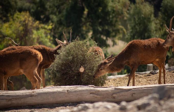 Concluyó la campaña Verde Navidad, en coordinación con Africam Safari y el Gobierno de la Ciudad