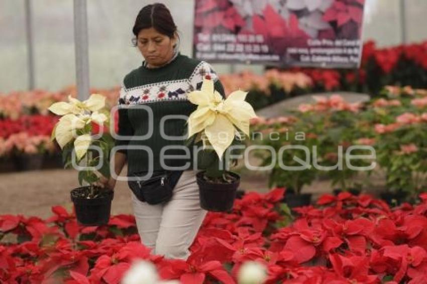 FLOR DE NOCHEBUENA