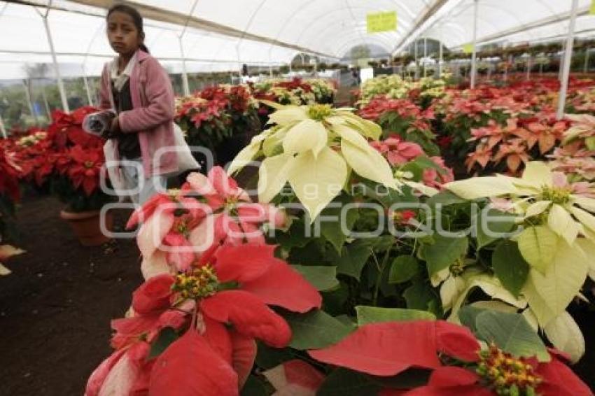 FLOR DE NOCHEBUENA