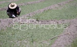 CAMPO . SAN ANDRÉS CHOLULA