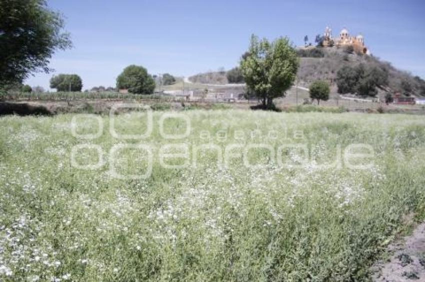 CAMPO . SAN ANDRÉS CHOLULA