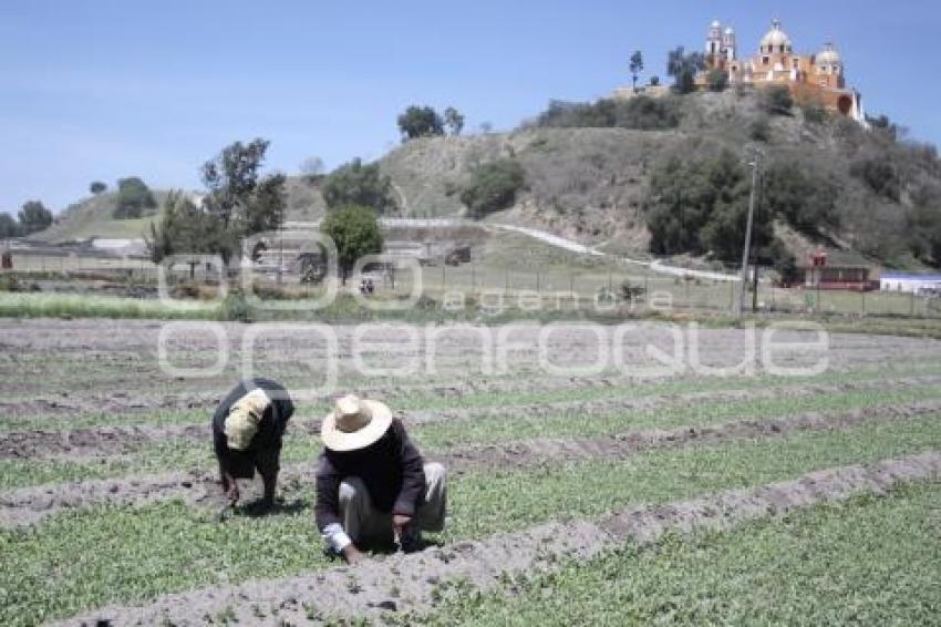 CAMPO . SAN ANDRÉS CHOLULA